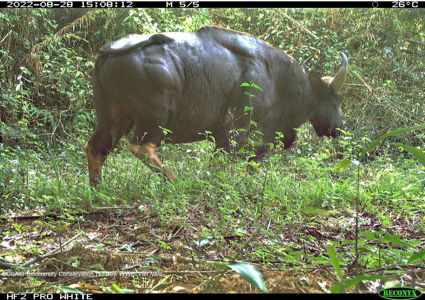 A camera trap photo shows a gaur at Cat Tien National Park in Dong Nai Province, southern Vietnam, August 2022. Photo: WWF Vietnam