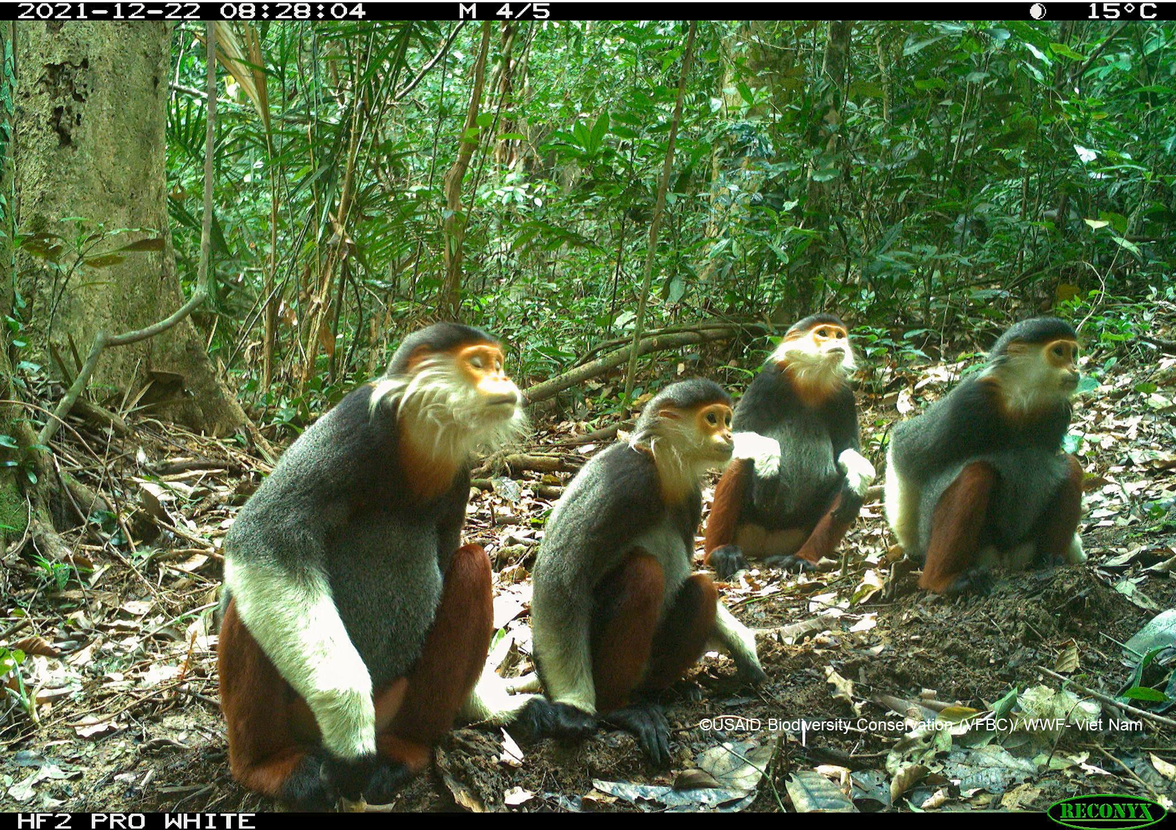 Vietnam’s 21 protected areas record downtrend in wildlife population: USAID survey