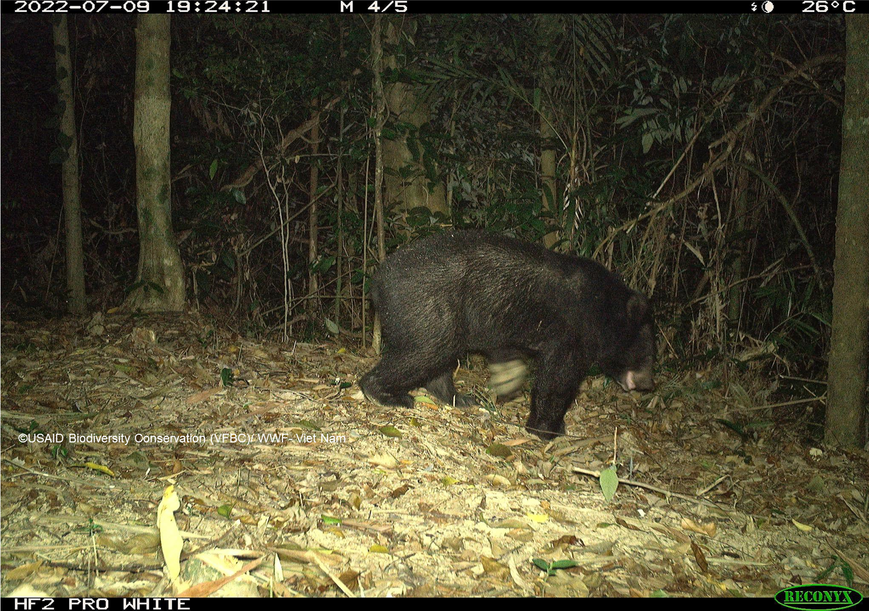 A camera trap photo shows a Asiatic black bear at the Dong Chau-Khe Nuoc Trong Biosphere Reserve in Quang Binh Province, central Vietnam, July 2022. Photo: WWF Vietnam