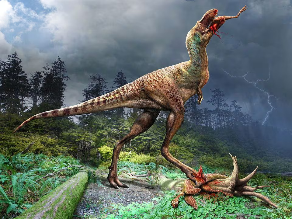 A juvenile Gorgosaurus, a meat-eating dinosaur that lived 75 million years ago during the Cretaceous Period in what is now Canada's Alberta province, consumes a small dinosaur called Citipes in this illustration obtained by Reuters on December 7, 2023. Photo: Reuters