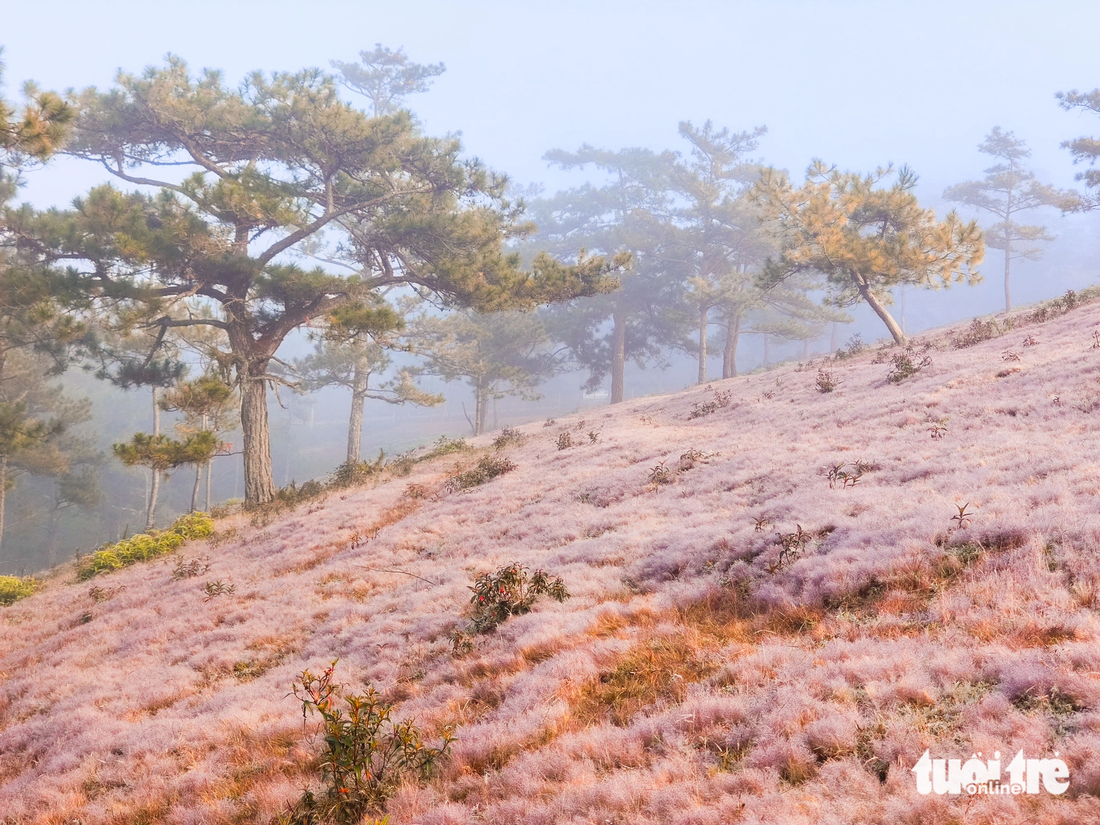 Pink grass is covered with dew. Photo: Quang Da Lat