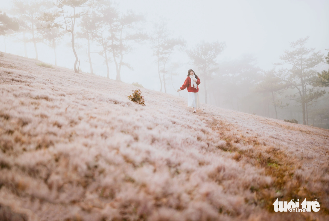 Tourists should come to forests early to admire the splendid pink grass hills. Photo: Quang Da Lat
