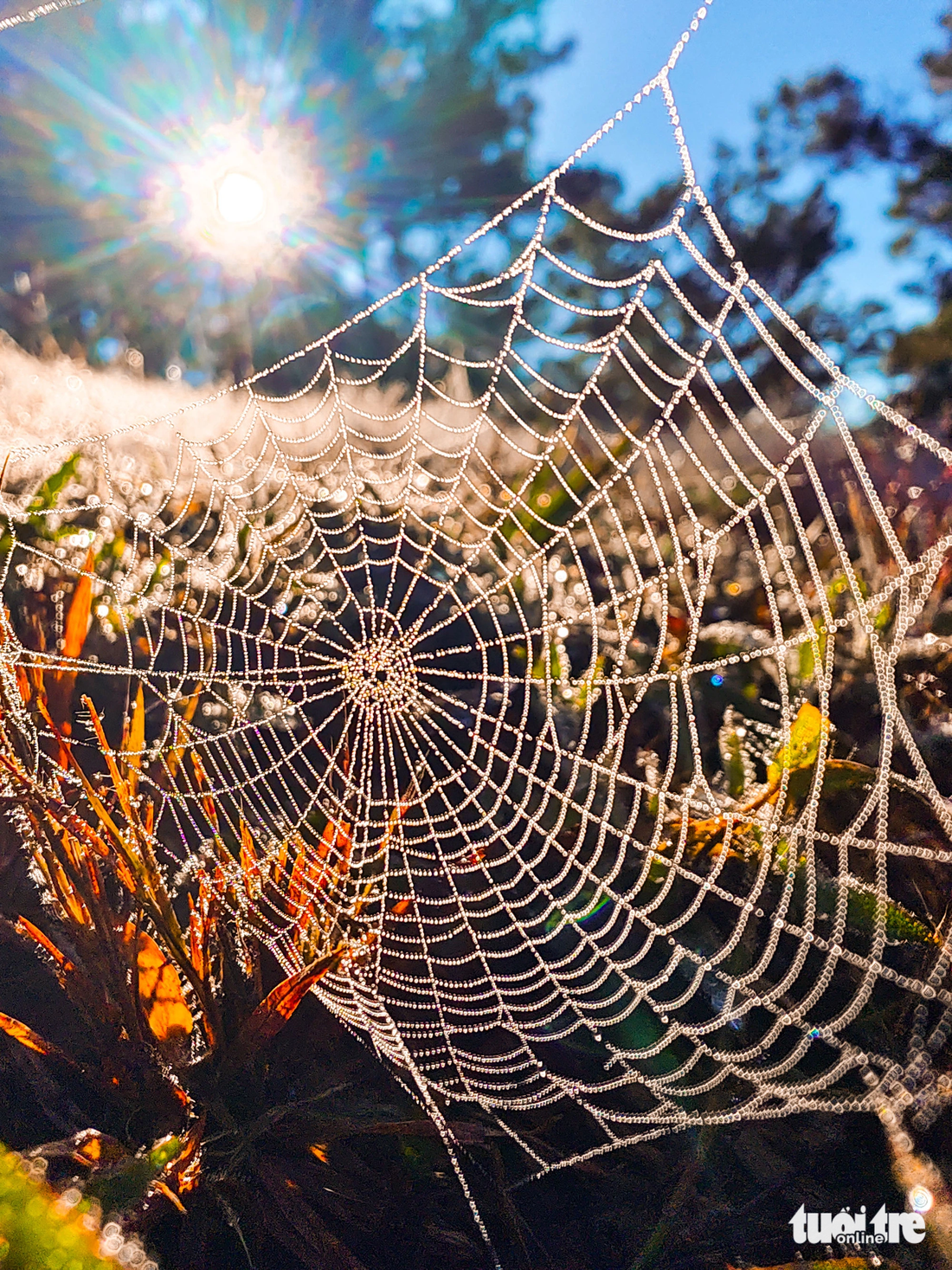 Dew on a cobweb under the sunlight. Photo: Quang Da Lat