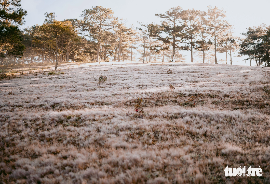 Pink grass in a pine forest. Photo: Quang Da Lat