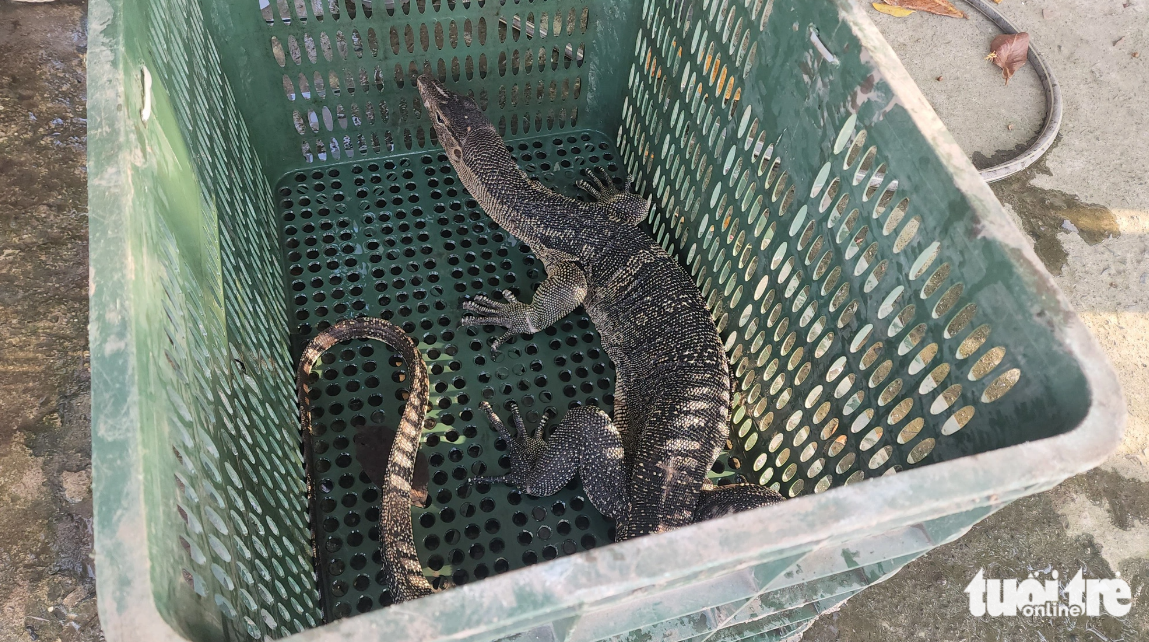 Ho Chi Minh City residents capture 3.5kg water monitor along canal bank