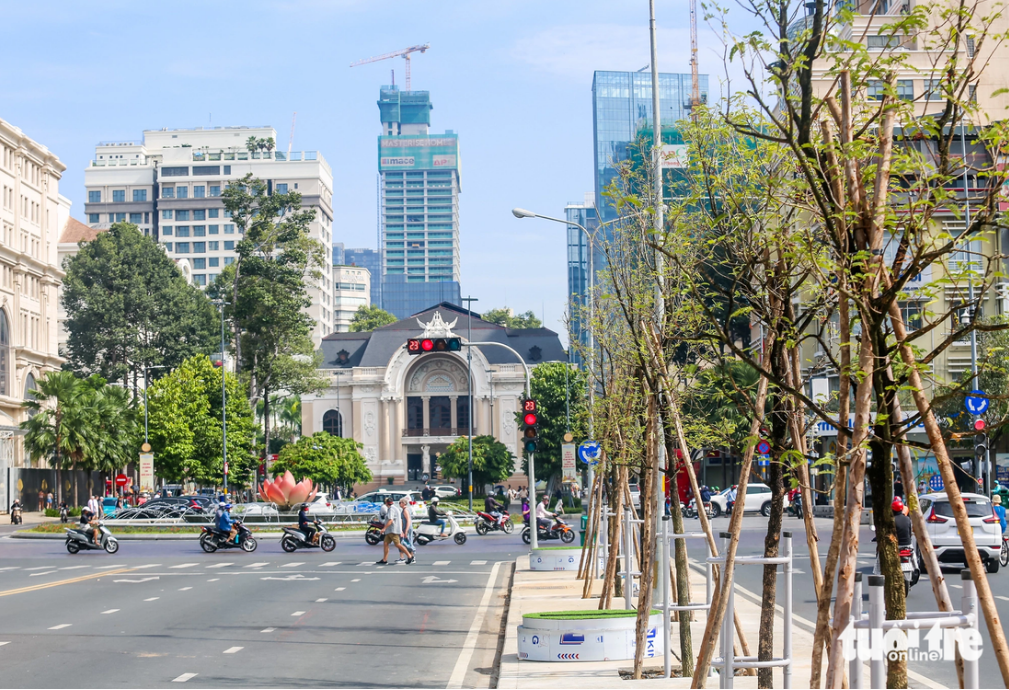 At least 60 such trees have been planted on the boulevard section from Ben Thanh Market to Nguyen Hue Walking Street in District 1, Ho Chi Minh City. Photo: Chau Tuan / Tuoi Tre