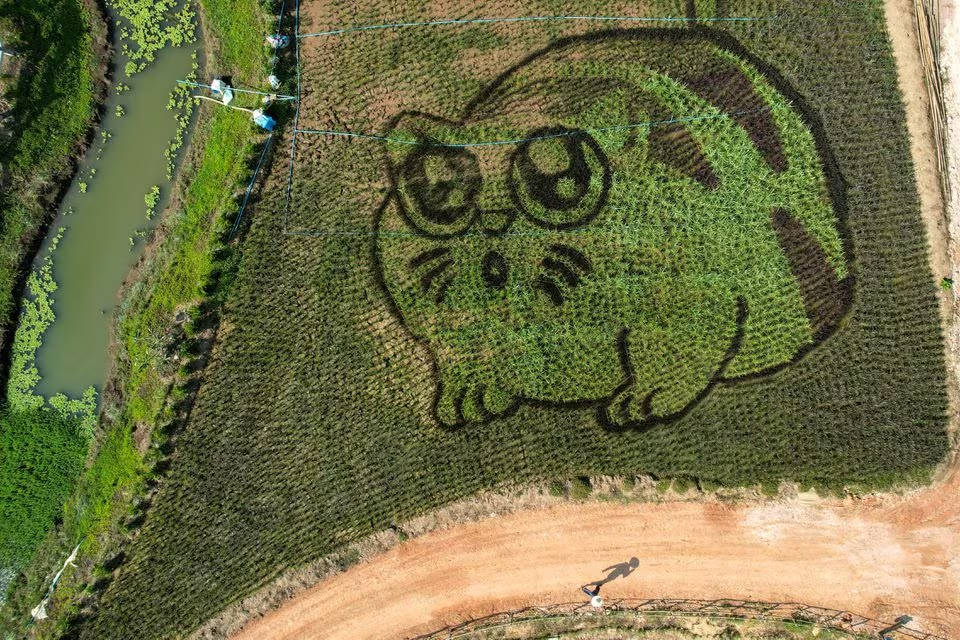 A lively cat image created by Thunyapong Jaikum, a thai farmer and artist, is seen in rice fields in Chiang Rai province, north of Thailand, December 16, 2023. Photo: Reuters