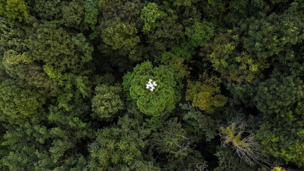 Drones help solve forest carbon capture riddle
