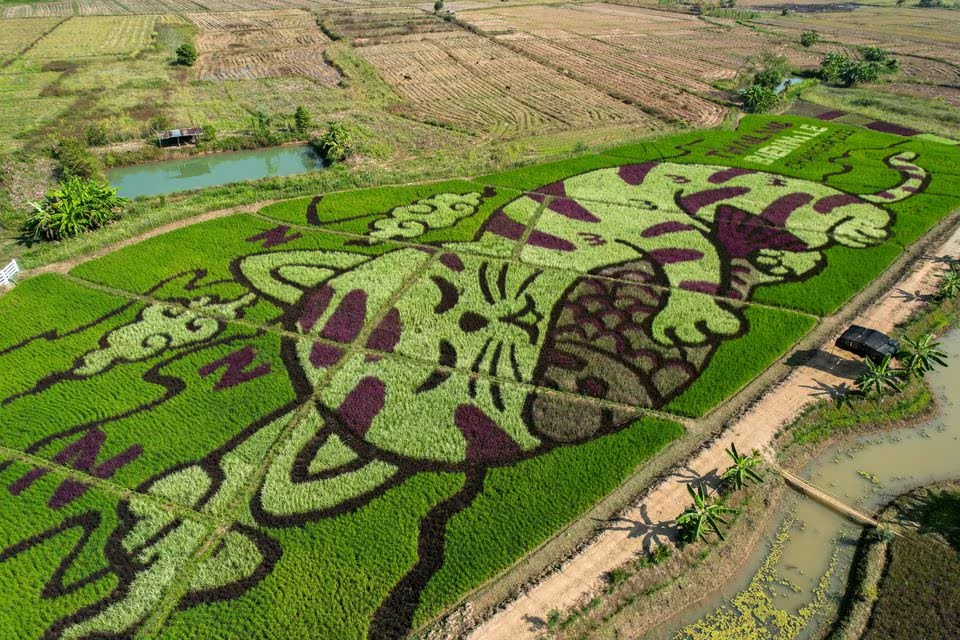 A lively cat image created by Thunyapong Jaikum, a thai farmer and artist, is seen in rice fields in Chiang Rai province, north of Thailand, December 16, 2023. Photo: Reuters