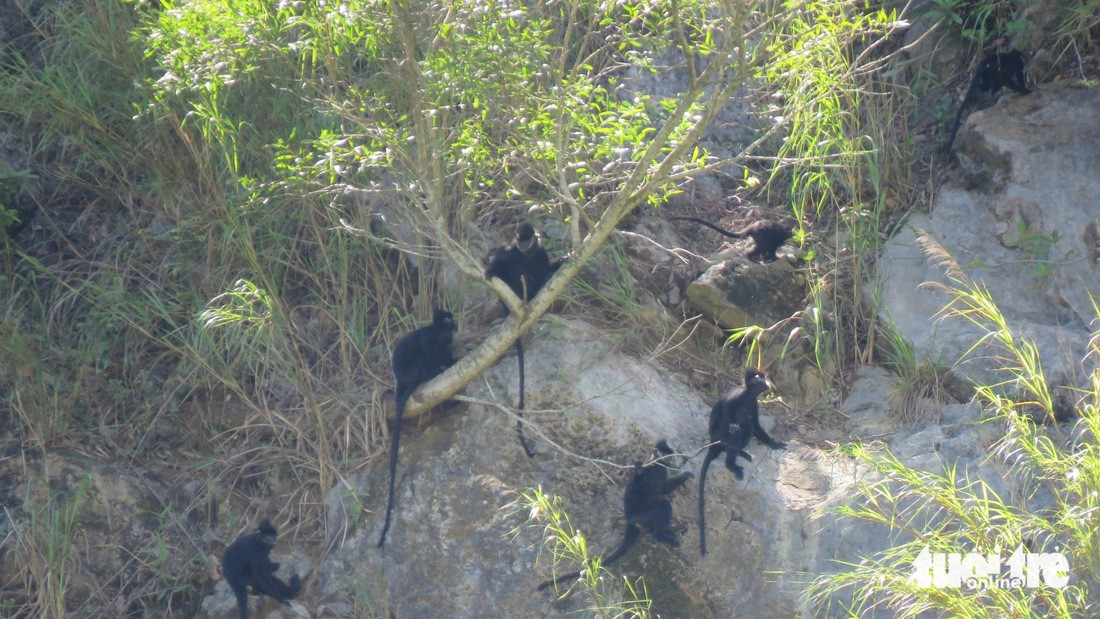 Hatinh langurs spotted in Vietnam’s Quang Tri