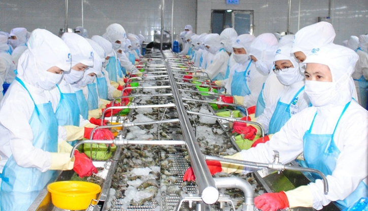 Employees process shrimp at a factory in Bac Lieu Province, southern Vietnam. Photo: Chi Quoc / Tuoi Tre