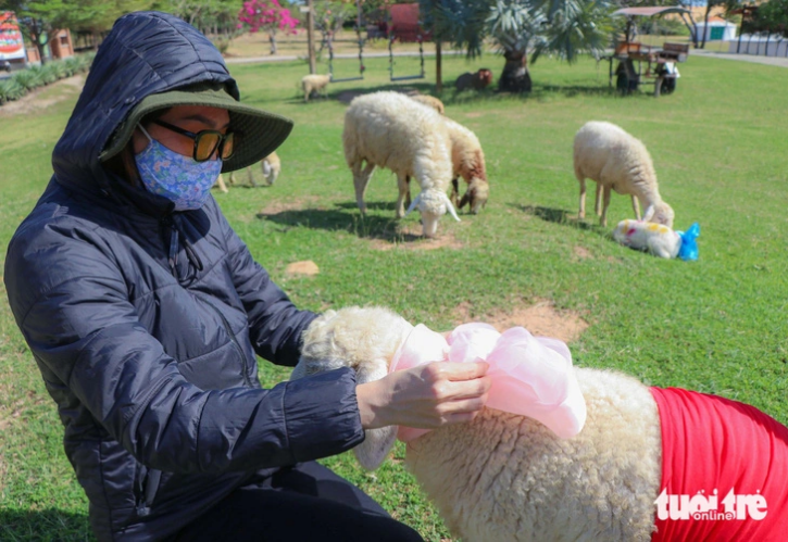 Hundreds of sheep to help welcome New Year in south-central Vietnam