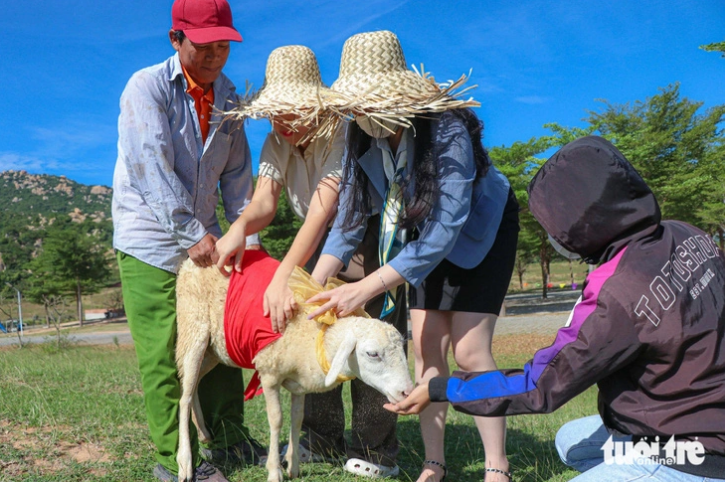 The organizer measures a sheep to prepare its costume. Photo: Duy Ngoc / Tuoi Tre