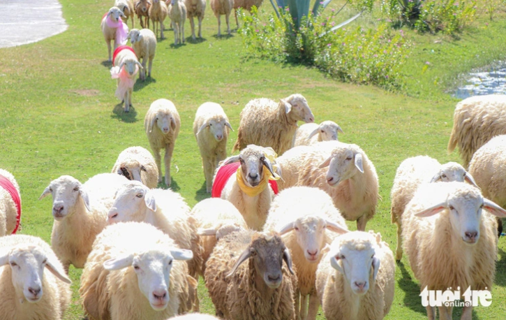 The sheep wear costumes prepared by the organizer of the ‘Ninh Thuan Cuisine Festival – Welcome the New Year 2024’ program. Photo: Duy Ngoc / Tuoi Tre