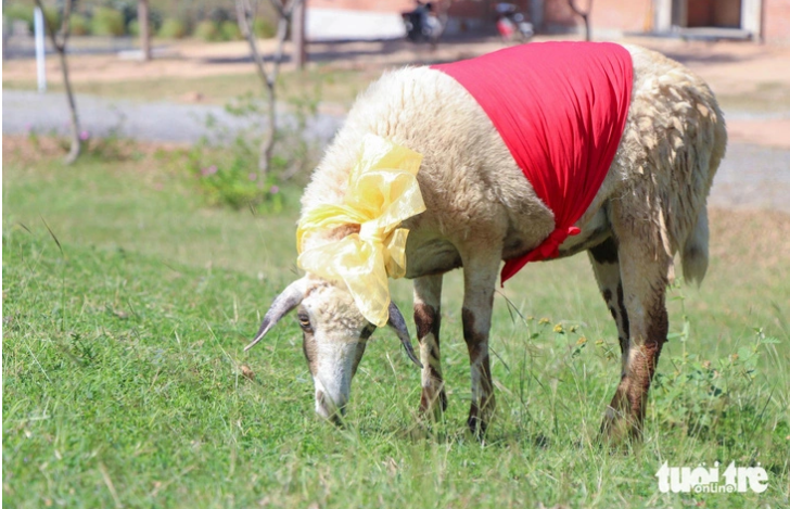 A sheep dons a costume. Photo: Duy Ngoc / Tuoi Tre