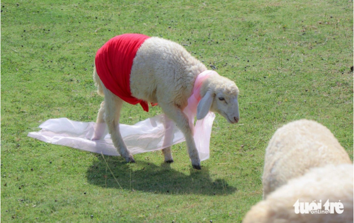 Many sheep are not accustomed to the costumes, so they try to wiggle out. Photo: Duy Ngoc / Tuoi Tre