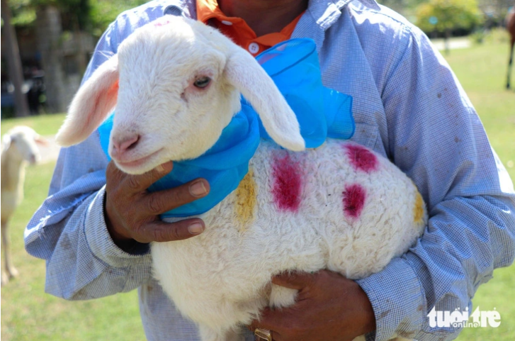 A sheep wears a neckerchief. Photo: Duy Ngoc / Tuoi Tre