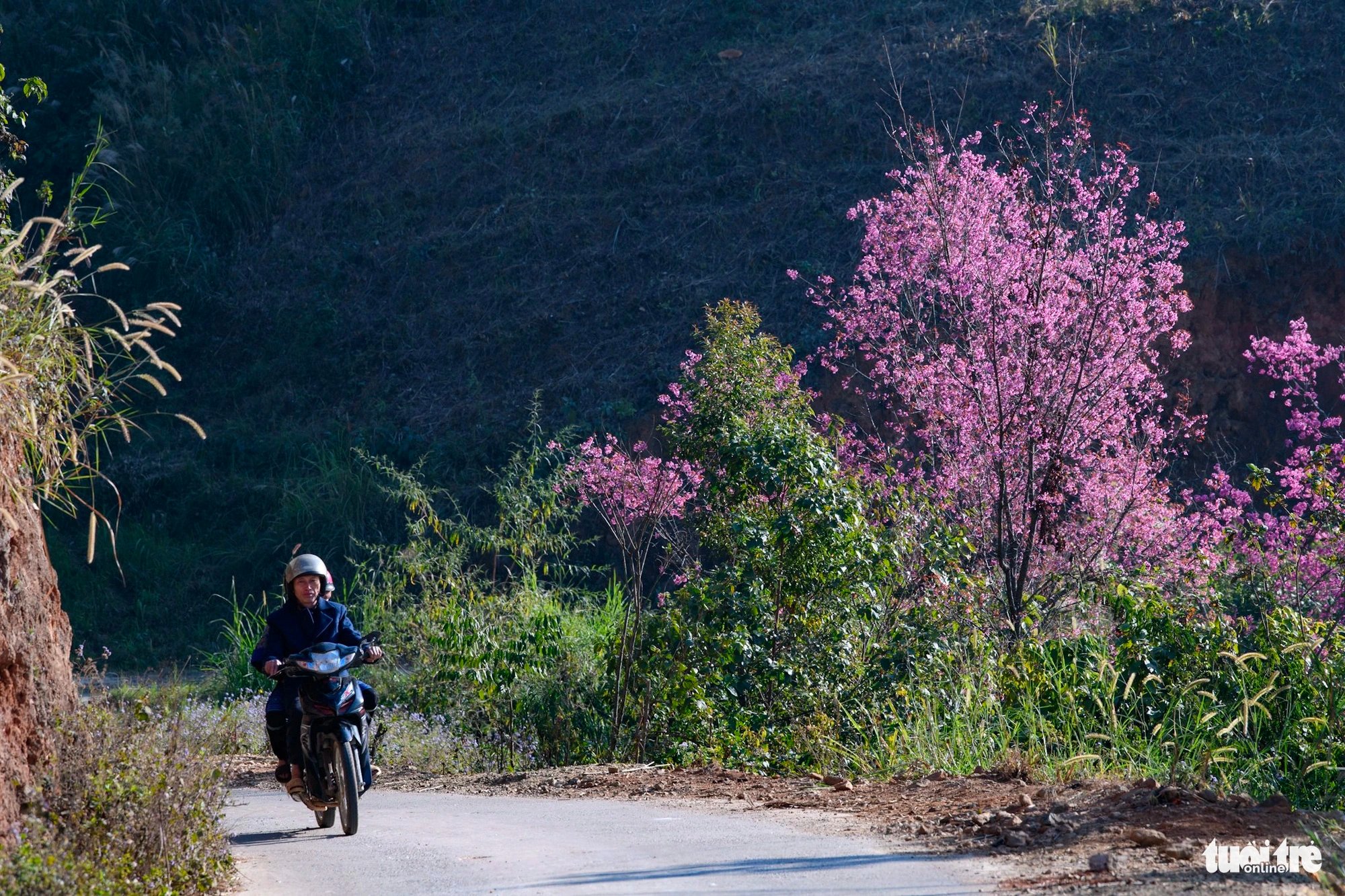 Locals drive past blooming flowers in Mu Cang Chai District, Yen Bai Province, Vietnam. Photo: Nam Tran / Tuoi Tre