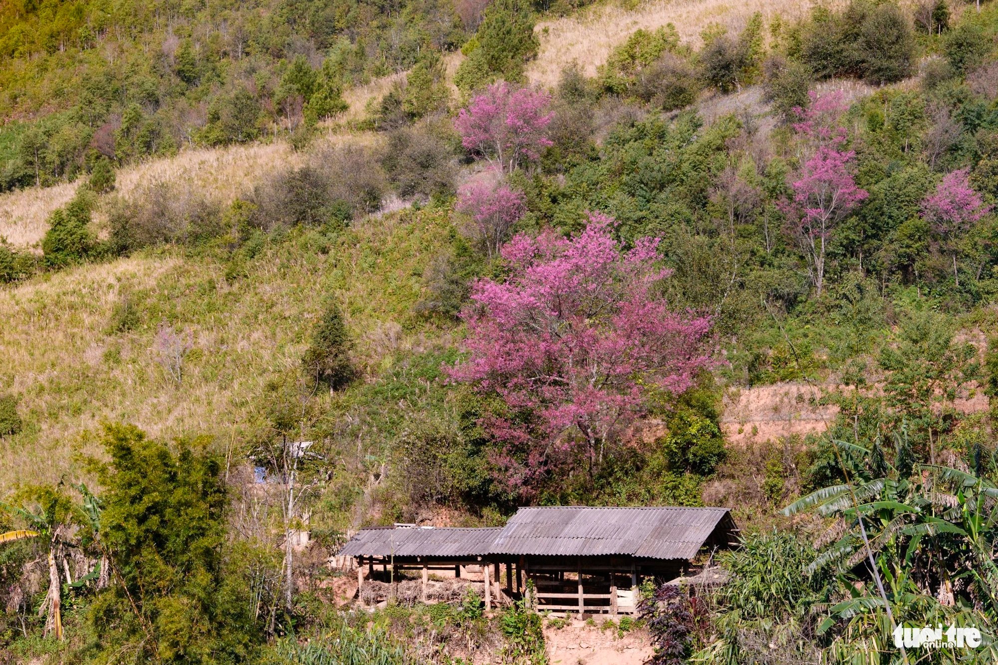 A wild Himalayan cherry blossom tree grows on the mountainside next to a home in La Pan Tan Commune, Mu Cang Chai District, Yen Bai Province, Vietnam. Photo: Nam Tran / Tuoi Tre