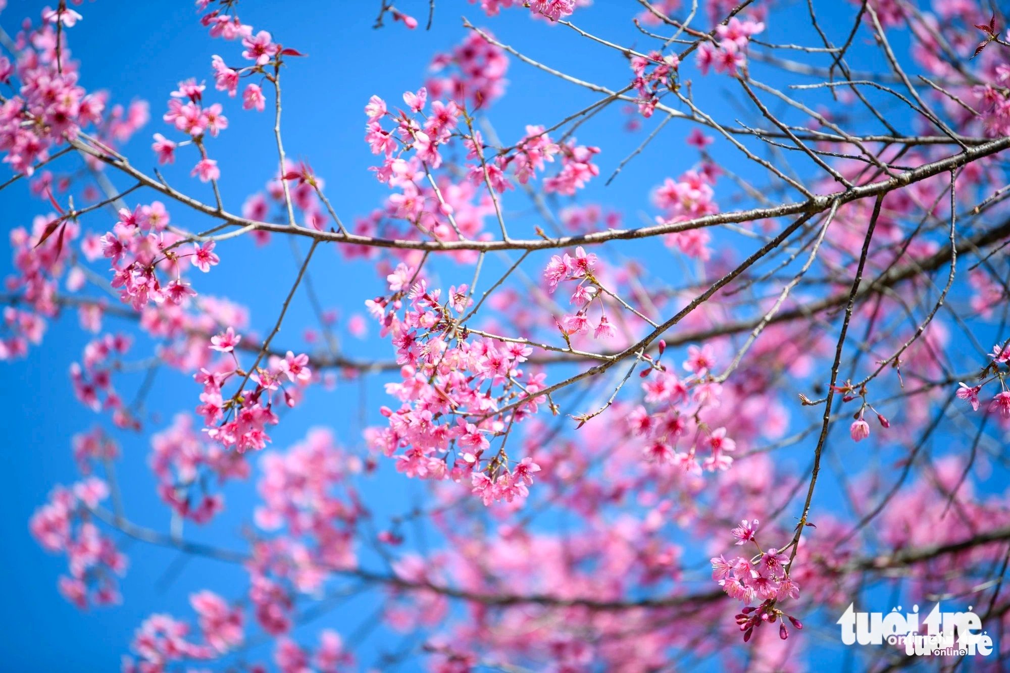 A close-up shot of wild Himalayan cherry blossoms (Prunus cerasoides), also known as sour cherry blossoms or locally as ‘hoa tớ dày,’ in La Pan Tan Commune, Mu Cang Chai District, Yen Bai Province, Vietnam. Photo: Nam Tran / Tuoi Tre