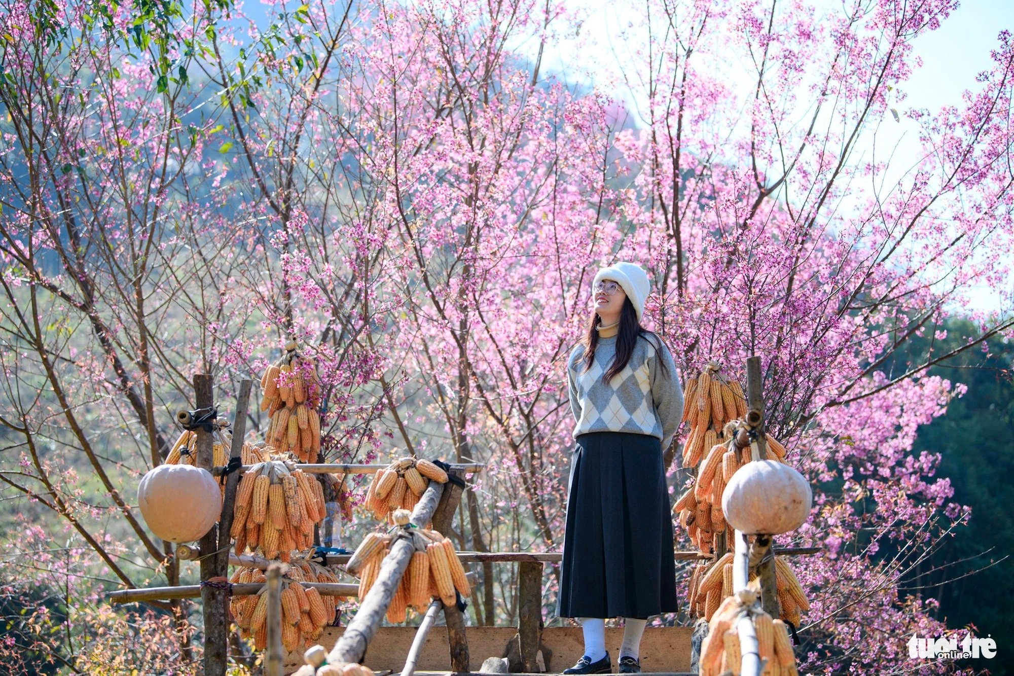 Ha Thu Thuy, a tourist from the northern province of Phu Tho, poses for a photo with blooming wild Himalayan cherry blossoms while visiting Mu Cang Chai District, Yen Bai Province, Vietnam. Photo: Nam Tran / Tuoi Tre