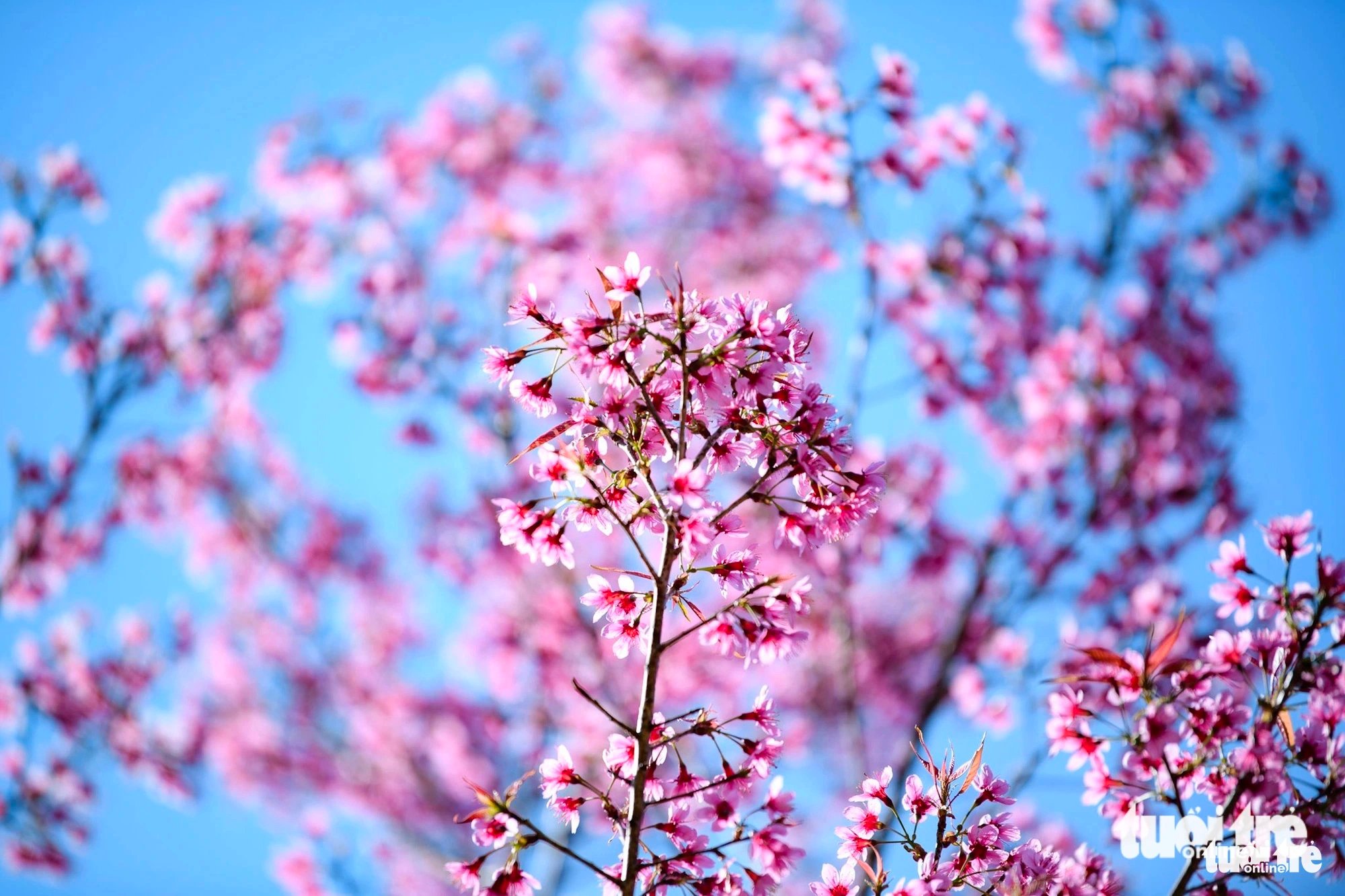 A close-up shot of wild Himalayan cherry blossoms (Prunus cerasoides), also known as sour cherry blossoms or locally as ‘hoa tớ dày,’ in La Pan Tan Commune, Mu Cang Chai District, Yen Bai Province, Vietnam. Photo: Nam Tran / Tuoi Tre
