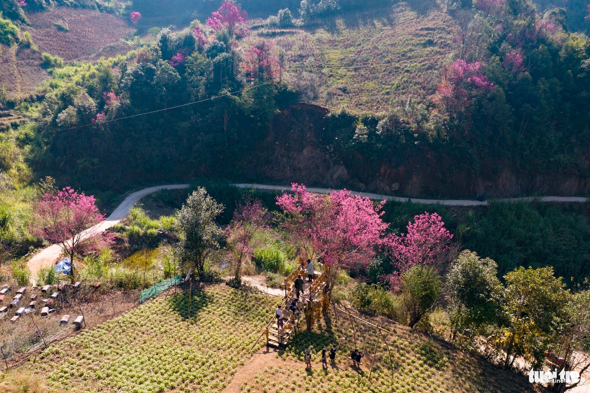 Wild Himalayan cherry blossoms festoon La Pan Tan Commune, Mu Cang Chai District, Yen Bai Province, Vietnam. Photo: Nam Tran / Tuoi Tre