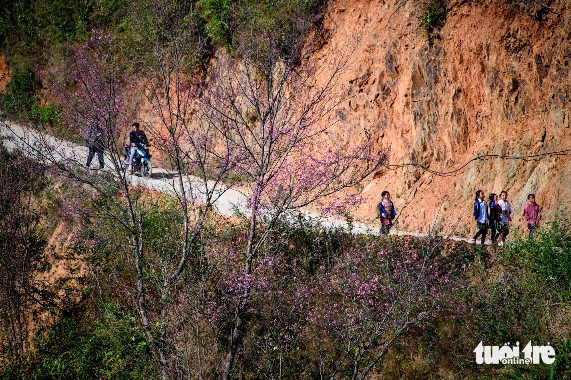 Locals commute on a mountain road festooned with wild Himalayan cherry blossoms in Mu Cang Chai District, Yen Bai Province, Vietnam. Photo: Nam Tran / Tuoi Tre