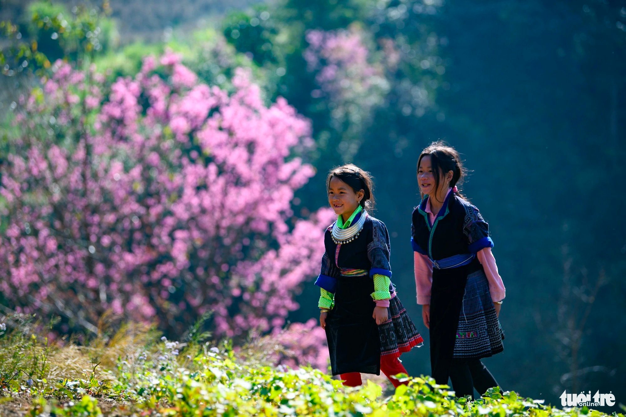 Local children walk in the background of blooming wild Himalayan cherry blossoms while visiting Mu Cang Chai District, Yen Bai Province, Vietnam. Photo: Nam Tran / Tuoi Tre