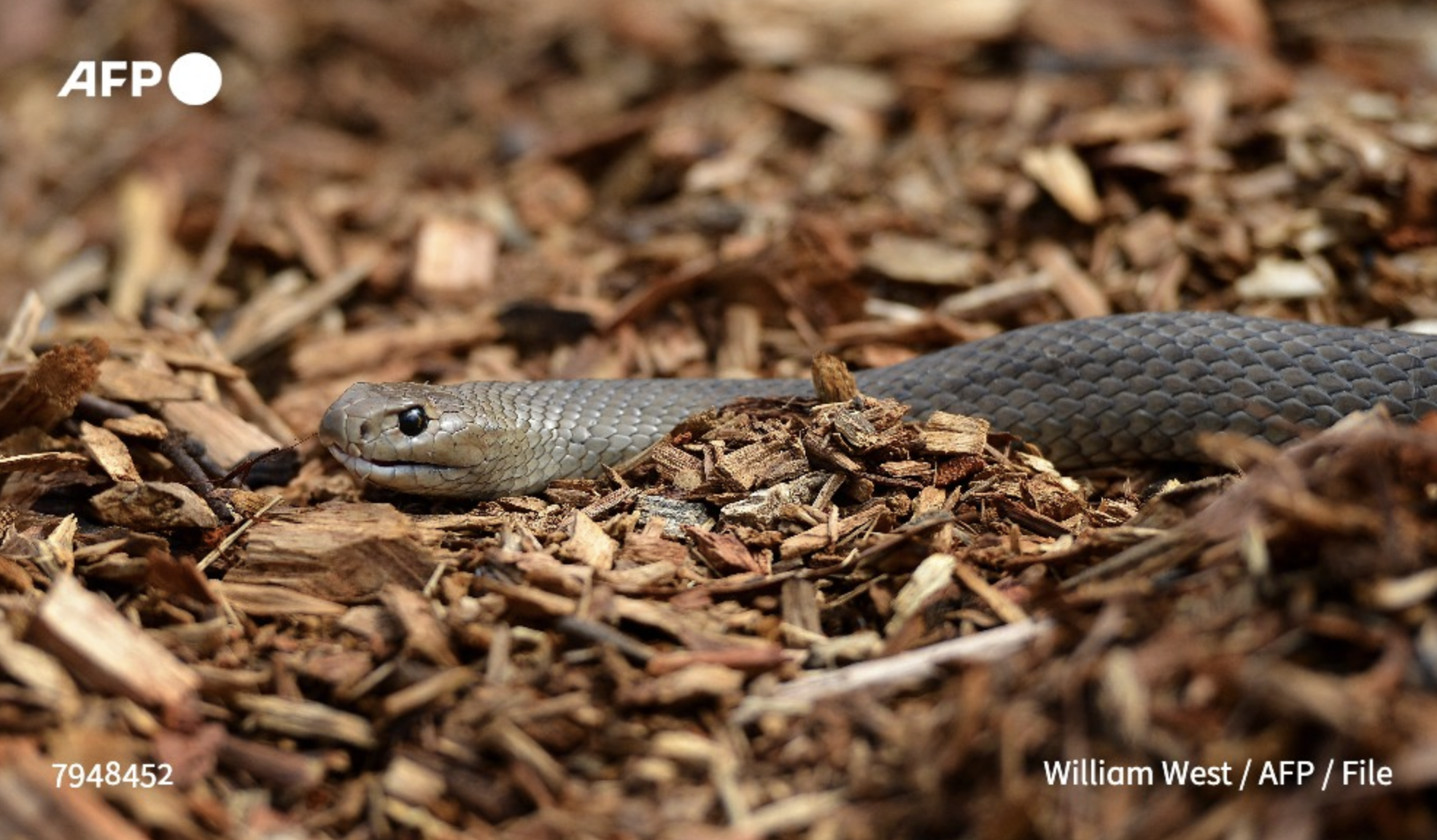 Poisonous snake stops play at Australia tennis tournament