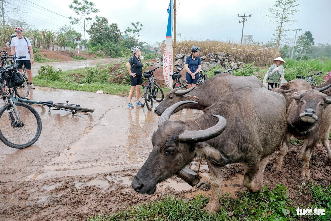 Foreign travelers are excited with farmers taking buffalos to rice fields.
