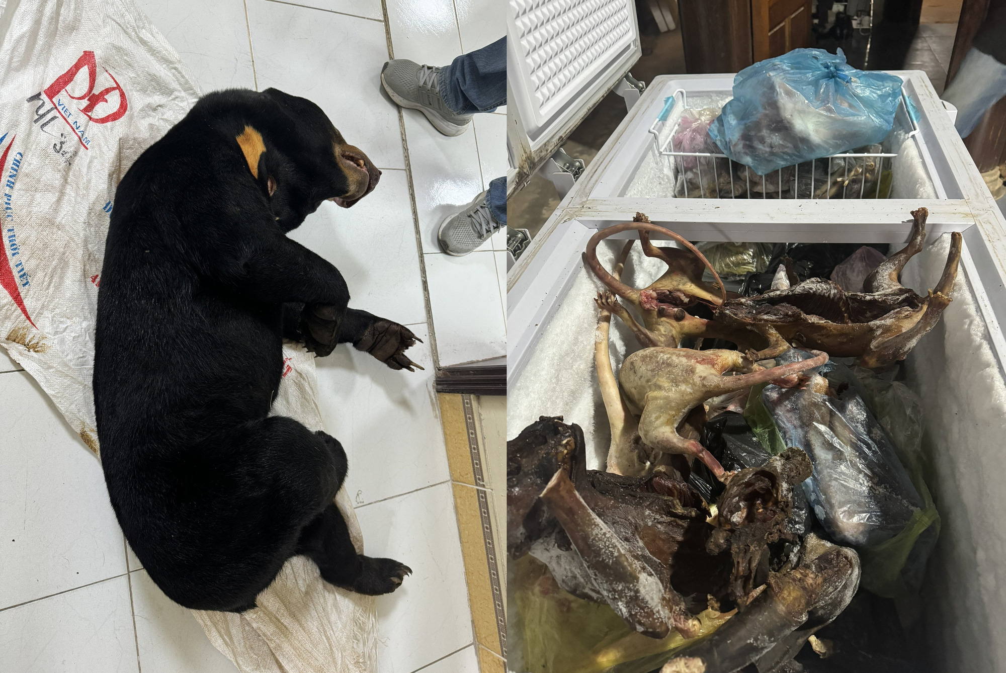 A collage of photos shows endangered and rare animals killed and frozen for illegal trading in Ha Tinh Province, north-central Vietnam. Photo: Supplied