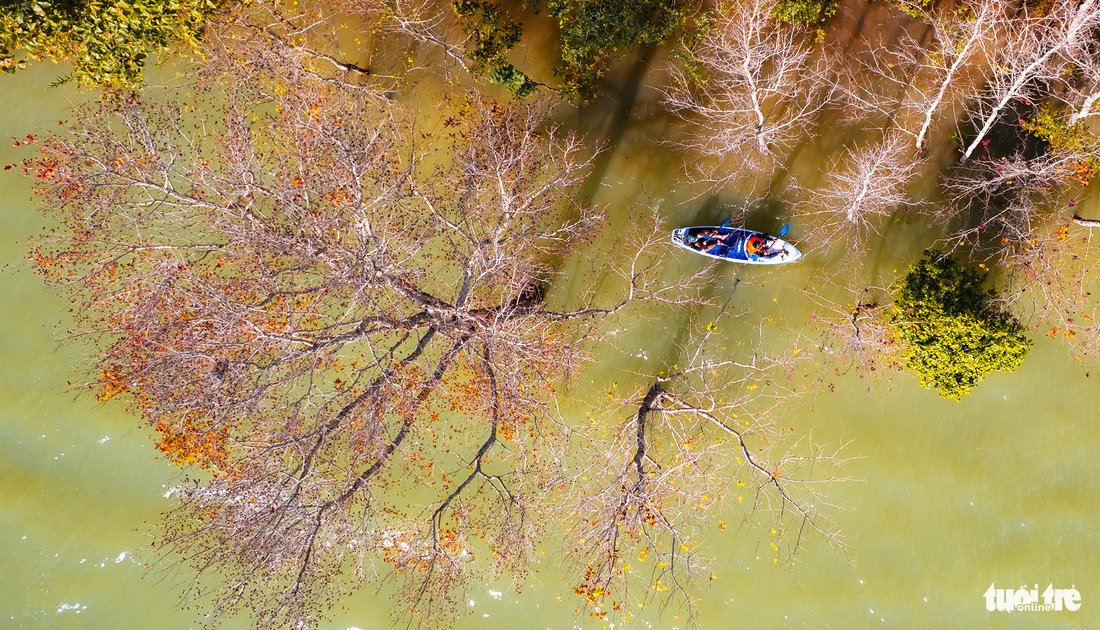 An aerial photo of visitors rowing a boat under a Formosan sweet gum forest as autumn draws to an end in Quang Tri Province, north-central Vietnam.