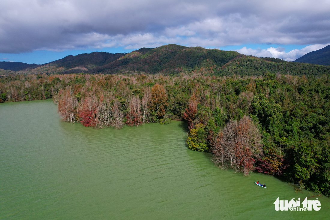 An aerial view of a Formosan sweet gum forest in Quang Tri Province, north-central Vietnam.