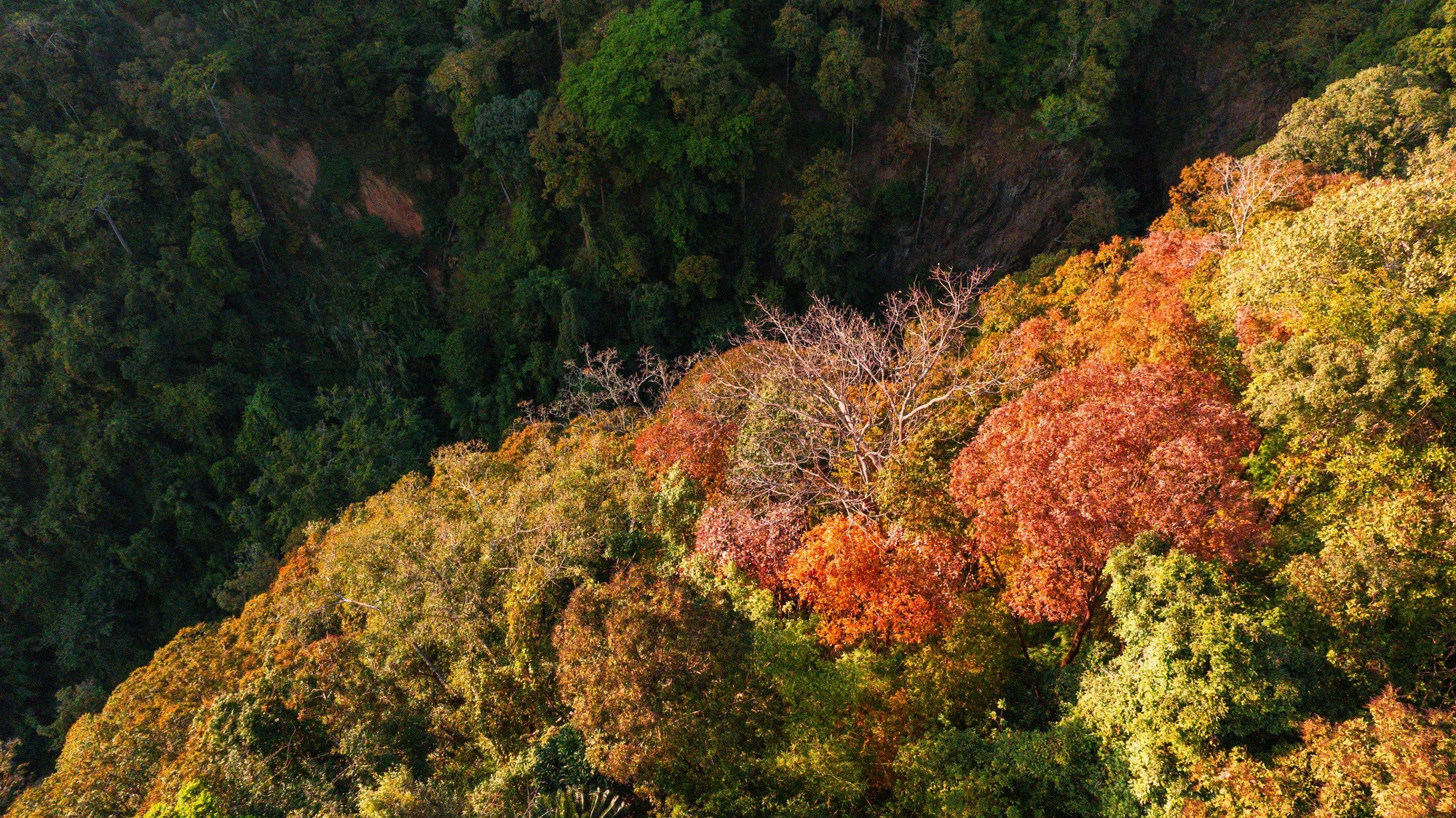 Vietnam’s Mang Den a great spot to see magic of leaves changing colors