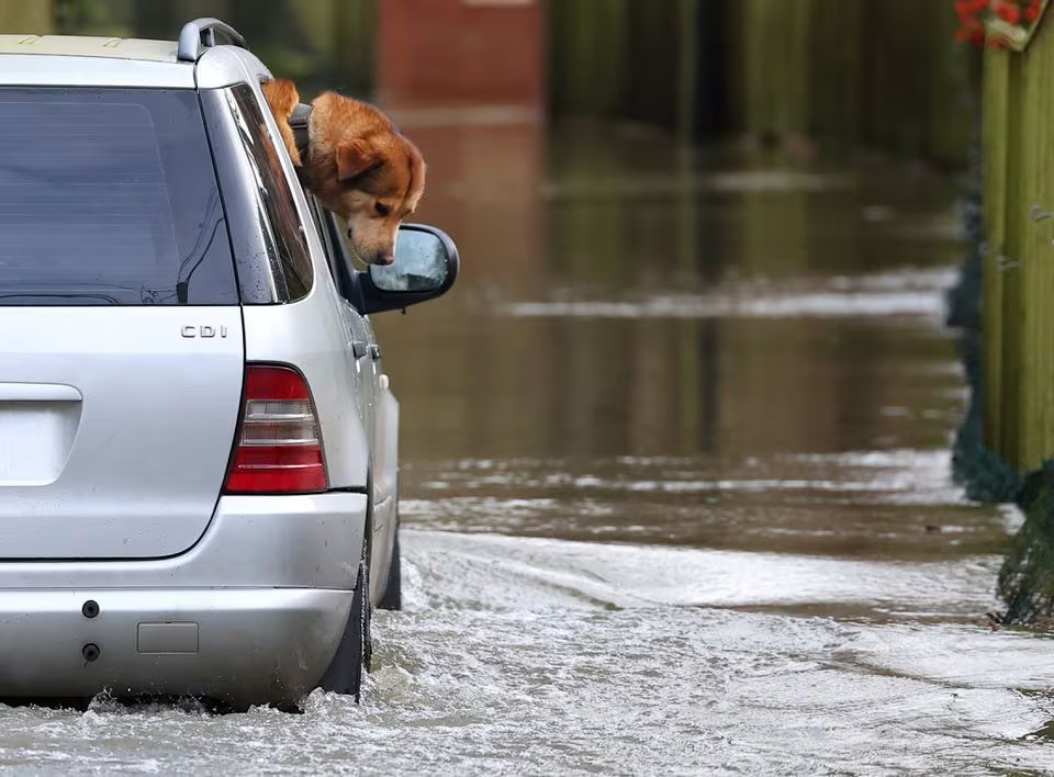 A dog looks out of a vehicle driving along a flooded road in the aftermath of Storm Henk, at Henley-on-Thames, Britain, January 5, 2024. Photo: Reuters