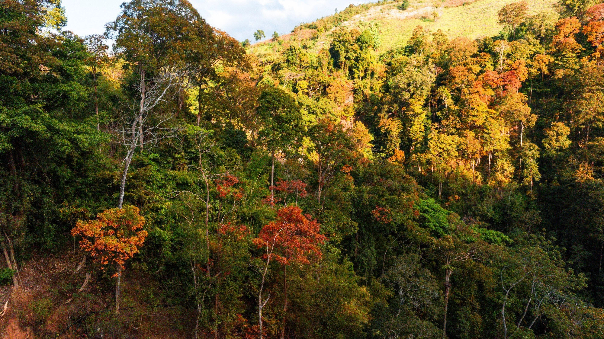 Different shades of the leaves in a forest in Mang Den, a town in Kon Tum Province, located in Vietnam’s Central Highlands. Photo: Ha Nguyen / Tuoi Tre