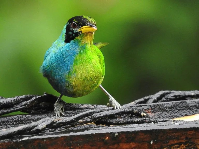 In Colombia, rare bird flaunts male and female feathers | Tuoi Tre