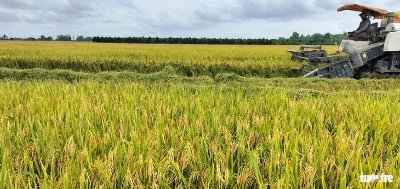 Vietnam’s Kien Giang to sell carbon credits from 30,000 ha of low-emission rice this year