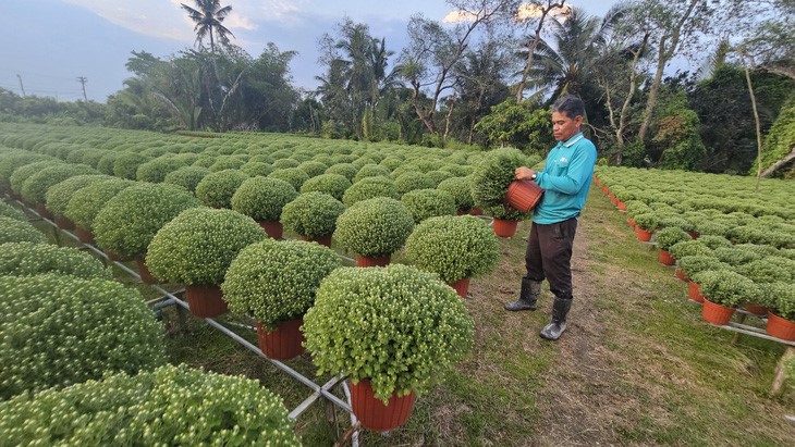 Chrysanthemum morifolium is expected to have a high price this Tet. Photo: N.Tri / Tuoi Tre