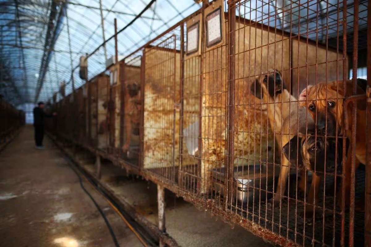 South Korea's parliament expected to pass bill to ban dog meat trade