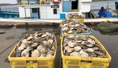 Japanese seafood companies try processing Hokkaido scallops in Vietnam