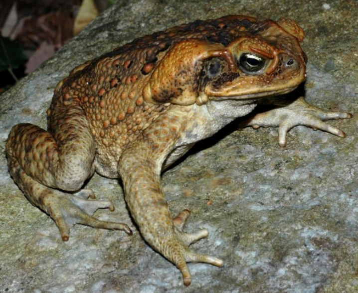 2 kids die, another in critical condition after eating toad meat in Vietnam