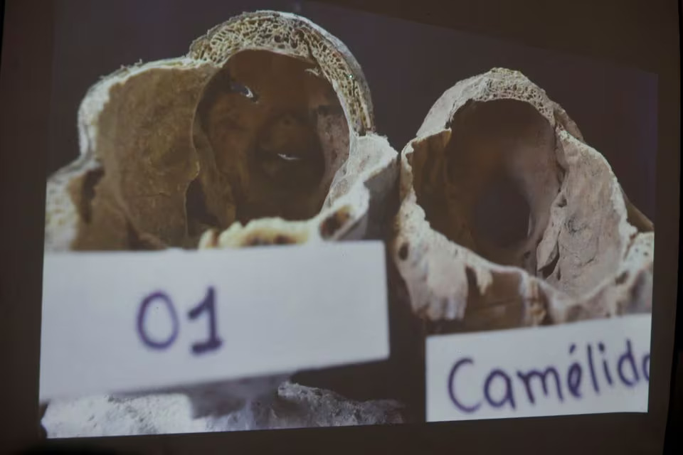 A picture of a study carried out by the Institute of Legal Medicine of Peru on the 'alien mummies' that concluded that they are dolls made with animal bones is displayed in Lima, Peru, January 12, 2024. Photo: Reuters