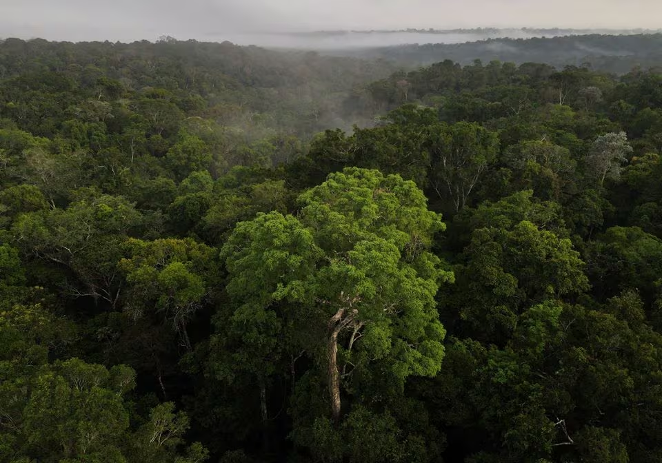 An aerial view shows trees as the sun rises at the Amazon rainforest in Manaus, Amazonas State, Brazil October 26, 2022. Photo: Reuters