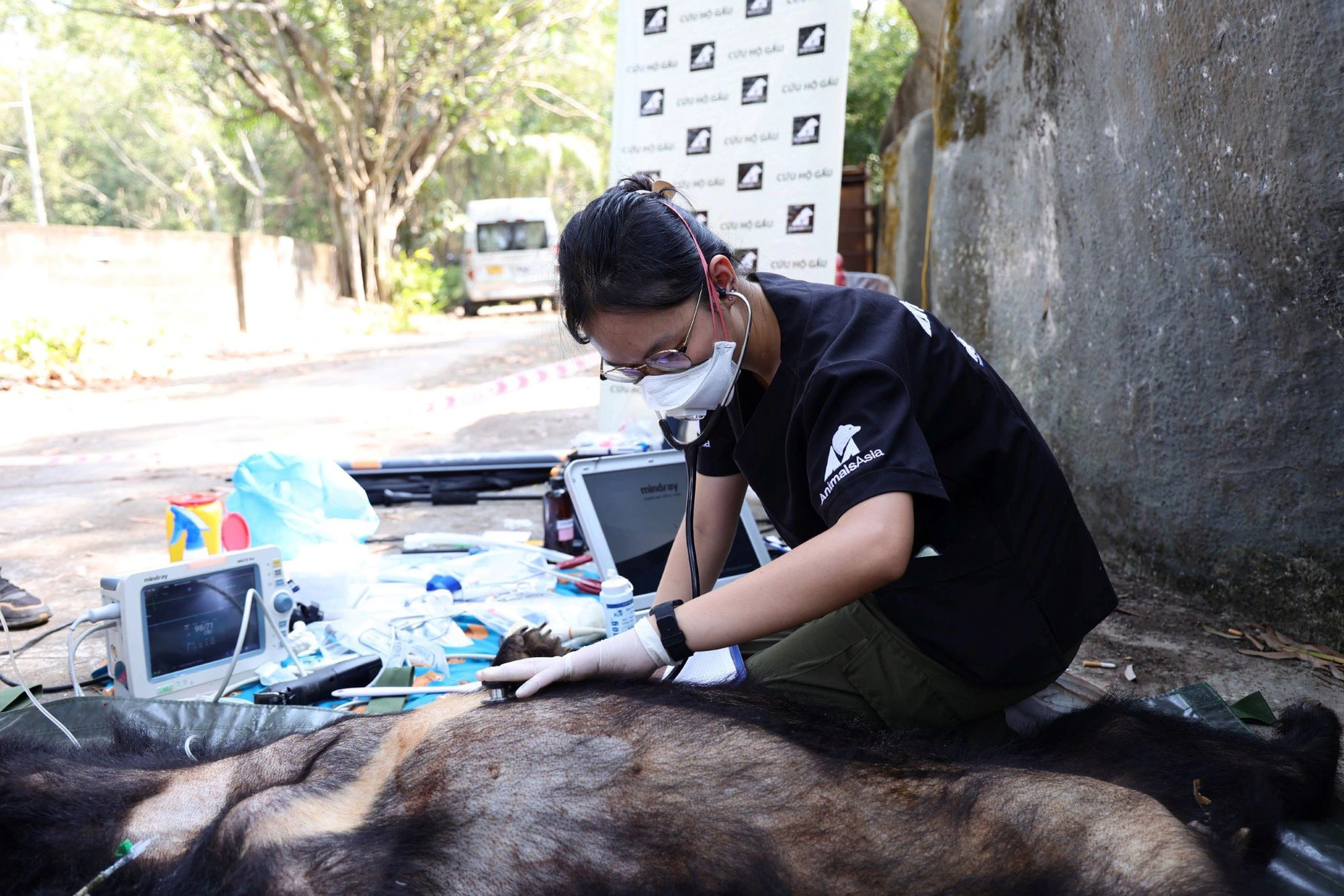 A black bear receives a health check before being taken to Bach Ma National Park in Thua Thien Hue Province, central Vietnam. Photo: Animals Asia