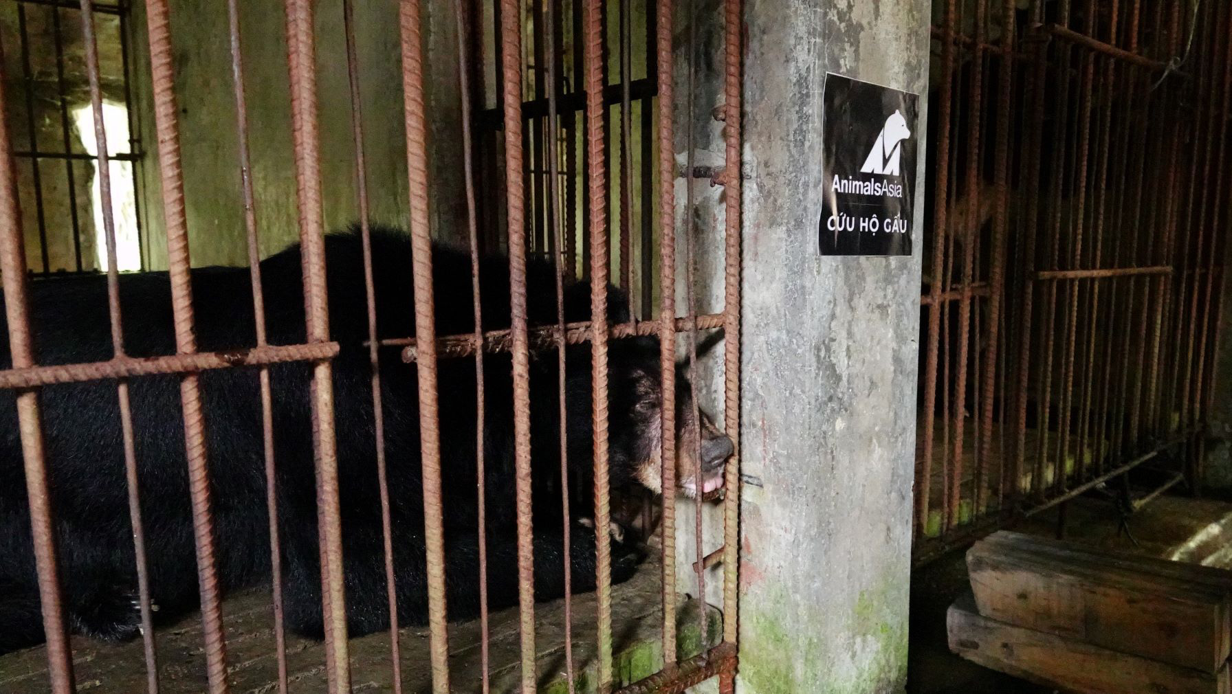 Vietnam Bear Rescue Center welcomes new furry residents from Ho Chi Minh City water park