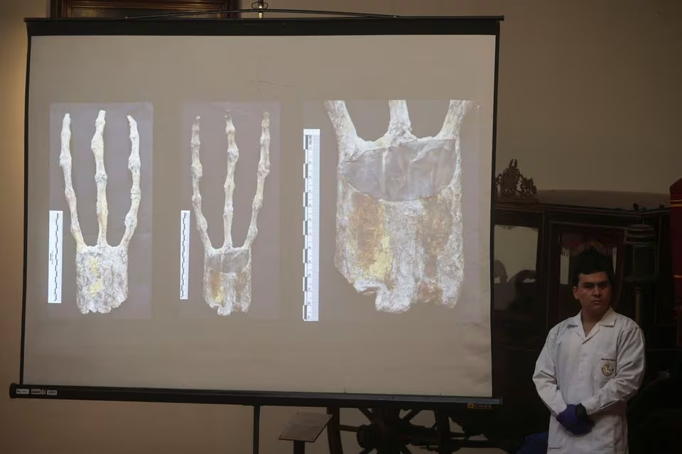 X-rays of studies carried out by the Institute of Legal Medicine of Peru on the 'alien mummies' are shown as the Institute says they are dolls made from animal bones in Lima, Peru, January 12, 2024. Photo: Reuters