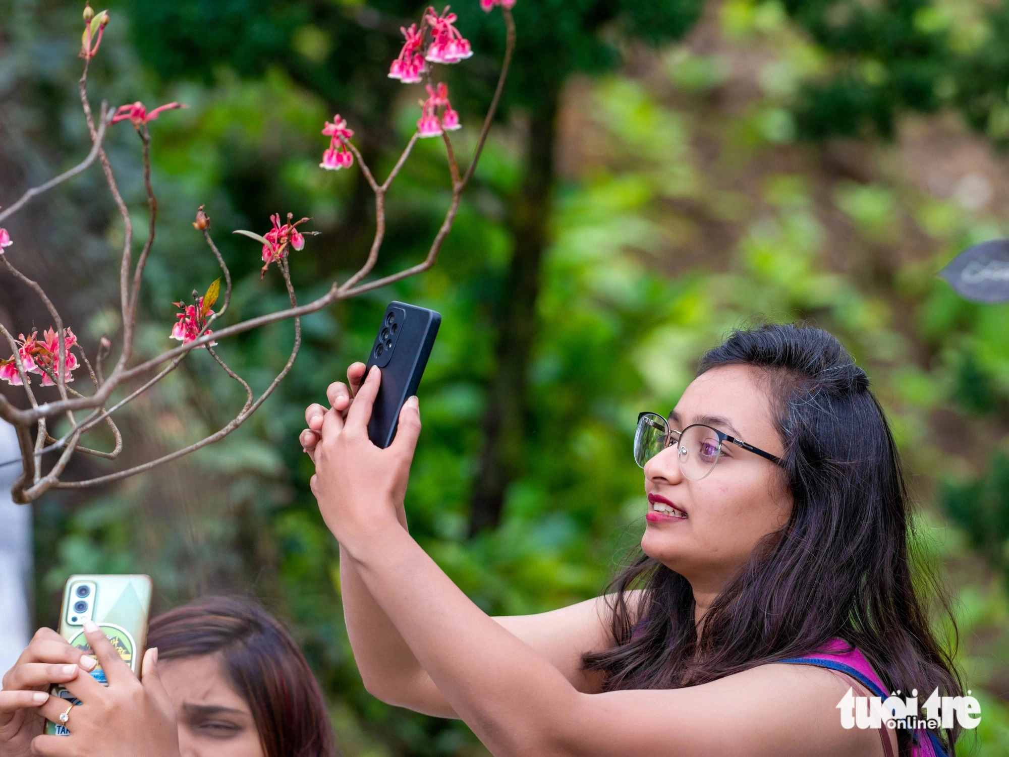 Visitors take photos of bell-shaped peach blossoms at the Sun World Ba Na Hills tourist site in Da Nang City, central Vietnam. Photo: SG / Tuoi Tre