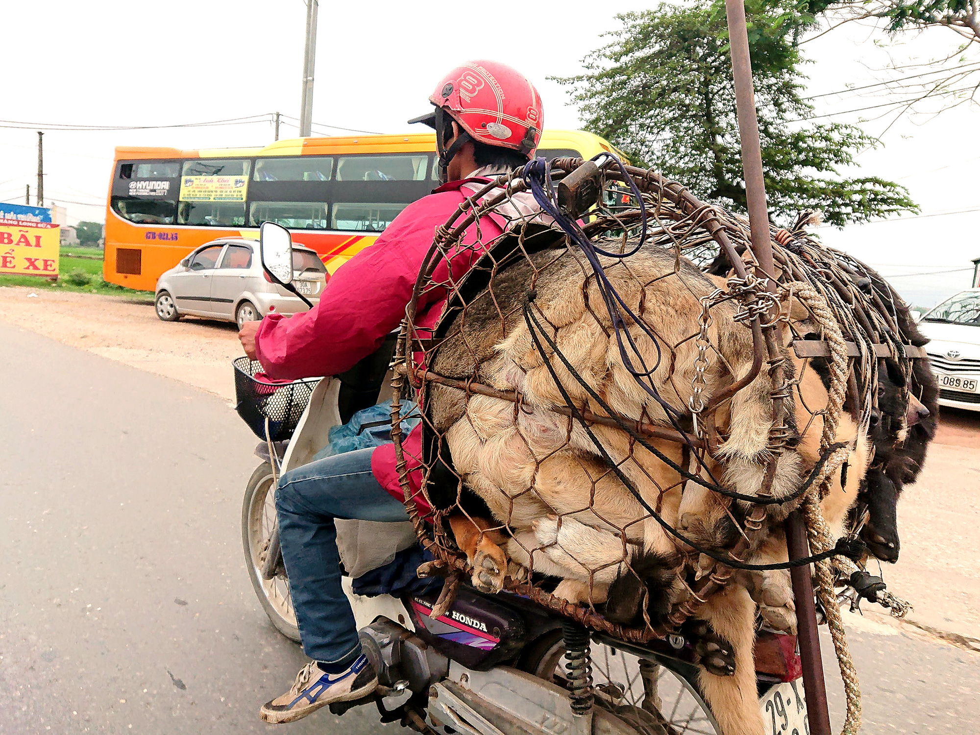 S.Korea bans dog meat. Is Vietnam next in line for change?